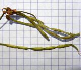Image of taxon representative. Author is Анна Малыхина