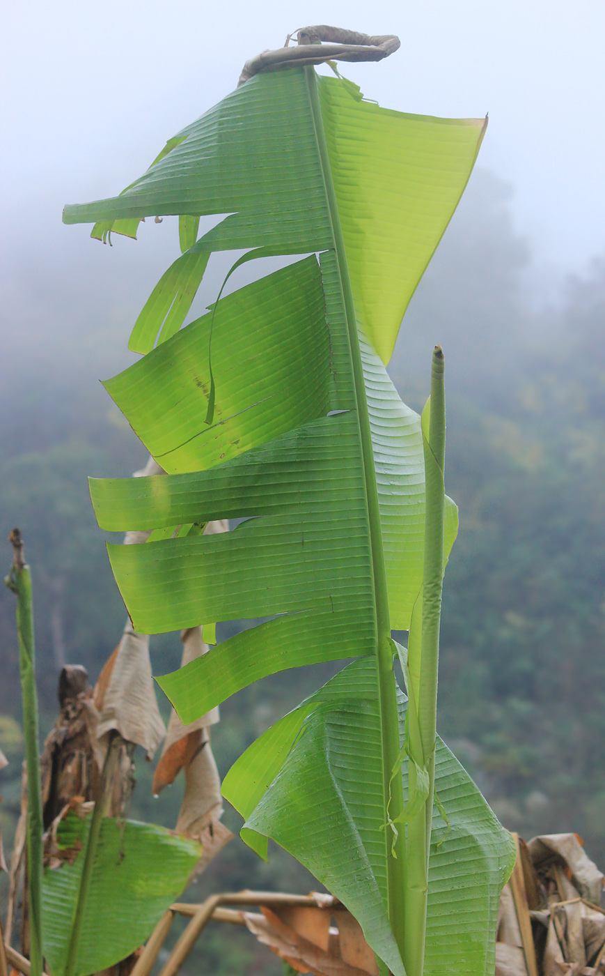 Image of Musa basjoo specimen.