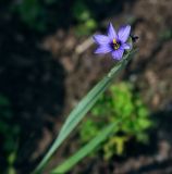 Sisyrinchium septentrionale. Верхушка побега с цветком. Пермский край, г. Пермь, Мотовилихинский р-н, клумба вдоль пешеходной дорожки. 04.07.2018.