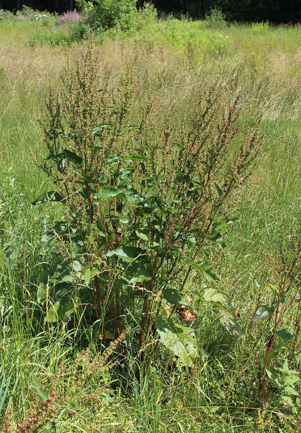 Image of Rumex obtusifolius specimen.