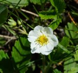 Fragaria viridis