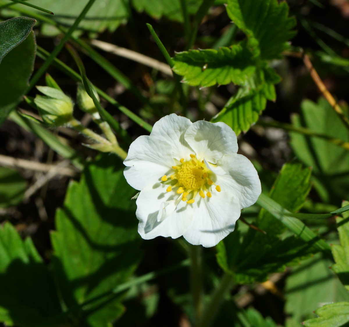 Изображение особи Fragaria viridis.