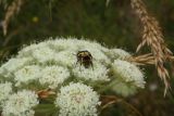 Laserpitium hispidum. Соцветие с кормящимся восковиком восточным (Trichius orientalis). Крым, гора Северная Демерджи, поляна на склоне яйлы. 24.06.2018.