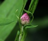 Xerochrysum bracteatum. Верхушка побега с формирующимся соцветием. Московская обл., Раменский р-н, окр. дер. Хрипань, садовый участок. 16.08.2018.