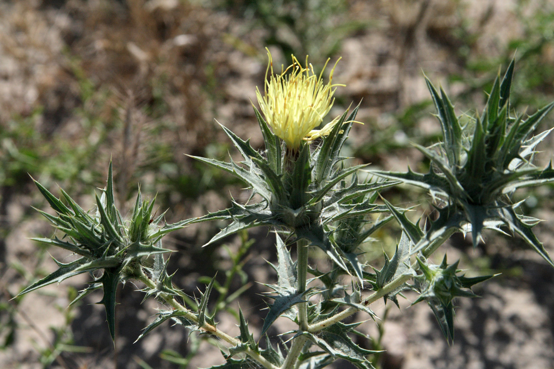 Изображение особи Carthamus &times; turkestanicus.