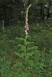 Digitalis purpurea. Цветущее растение. Нидерланды, провинция Drenthe, национальный парк Drentsche Aa, окр. деревни Gasteren, широколиственный лес. 13 июня 2010 г.