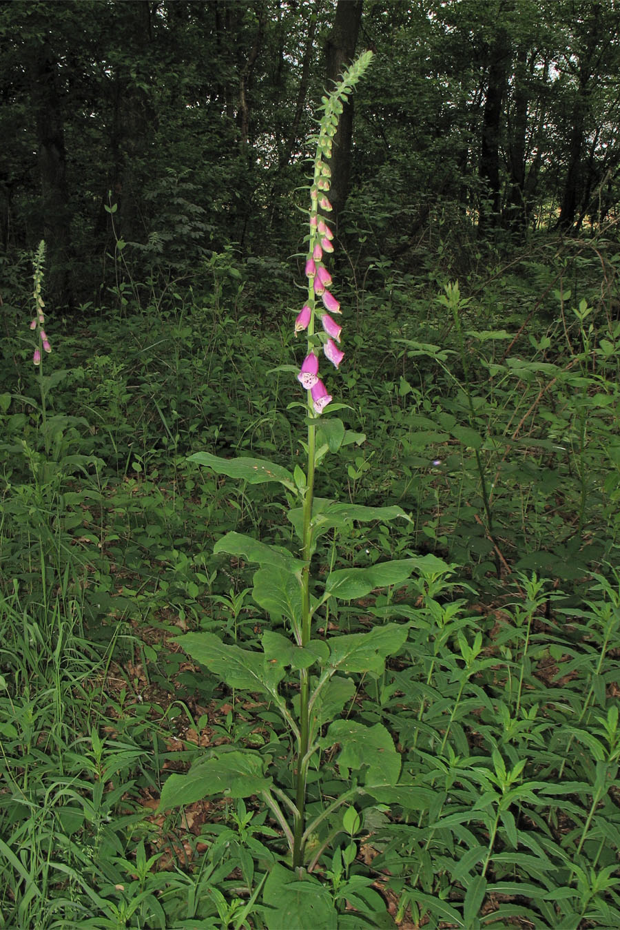 Изображение особи Digitalis purpurea.