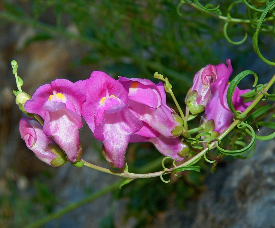 Изображение особи Antirrhinum majus.