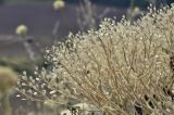 Odontarrhena obtusifolia