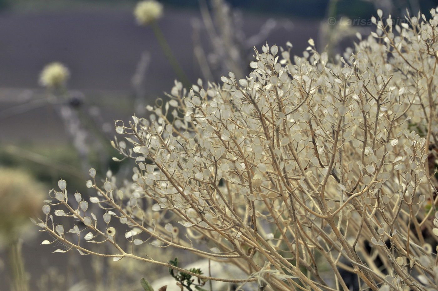 Image of Odontarrhena obtusifolia specimen.