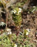 род Euphrasia. Соцветие. Кабардино-Балкария, верховья р. Малка, урочище Джилы-Су, ≈ 2400 м н.у.м. 09.09.2018.