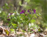 Lathyrus vernus. Верхушки цветущих растений. Псковская обл., Пустошкинский р-н, берег озера, лиственный лес (в составе Betula, Populus tremula, Sorbus aucuparia, Acer platanoides, Tilia cordata, Quercus robur). 04.05.2018.