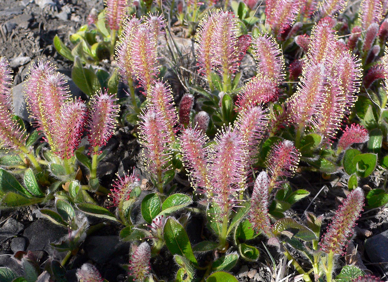 Image of genus Salix specimen.