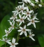 Lysimachia clethroides