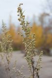 Artemisia absinthium