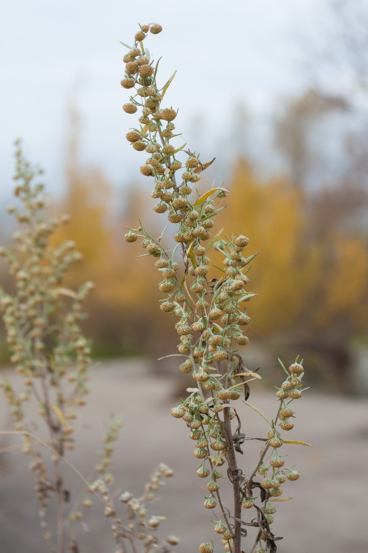 Image of Artemisia absinthium specimen.