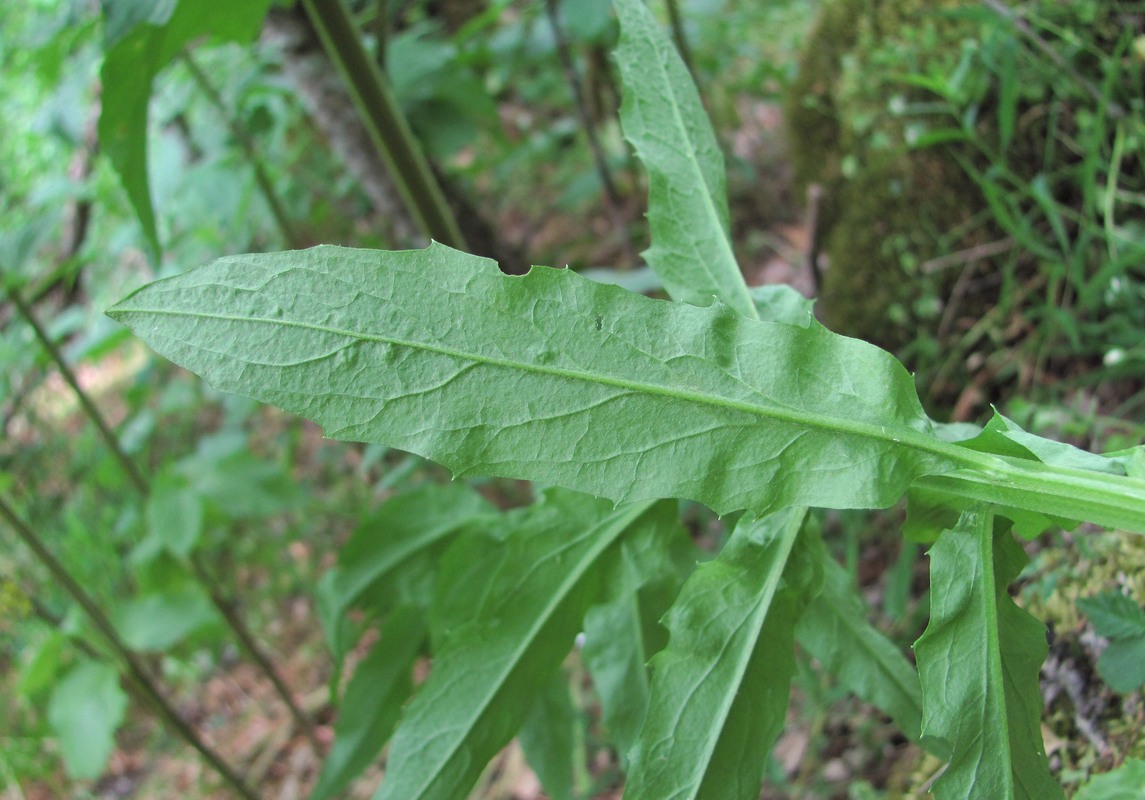 Image of Erysimum aureum specimen.