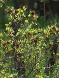 Rhododendron luteum