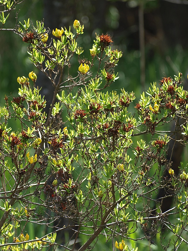 Изображение особи Rhododendron luteum.