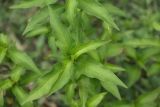 genus Persicaria