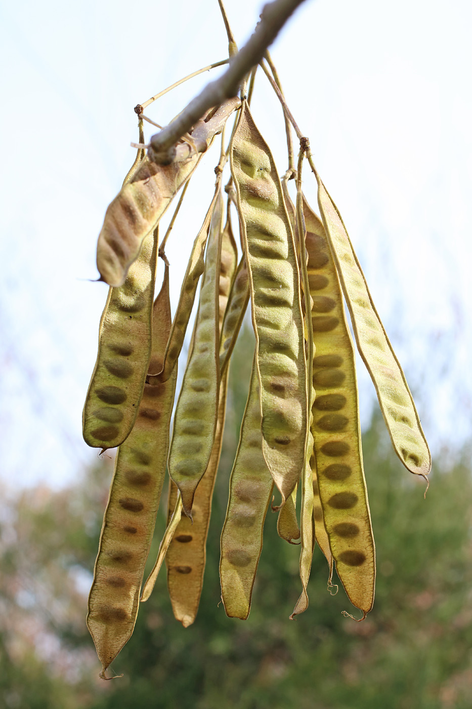 Image of Albizia julibrissin specimen.