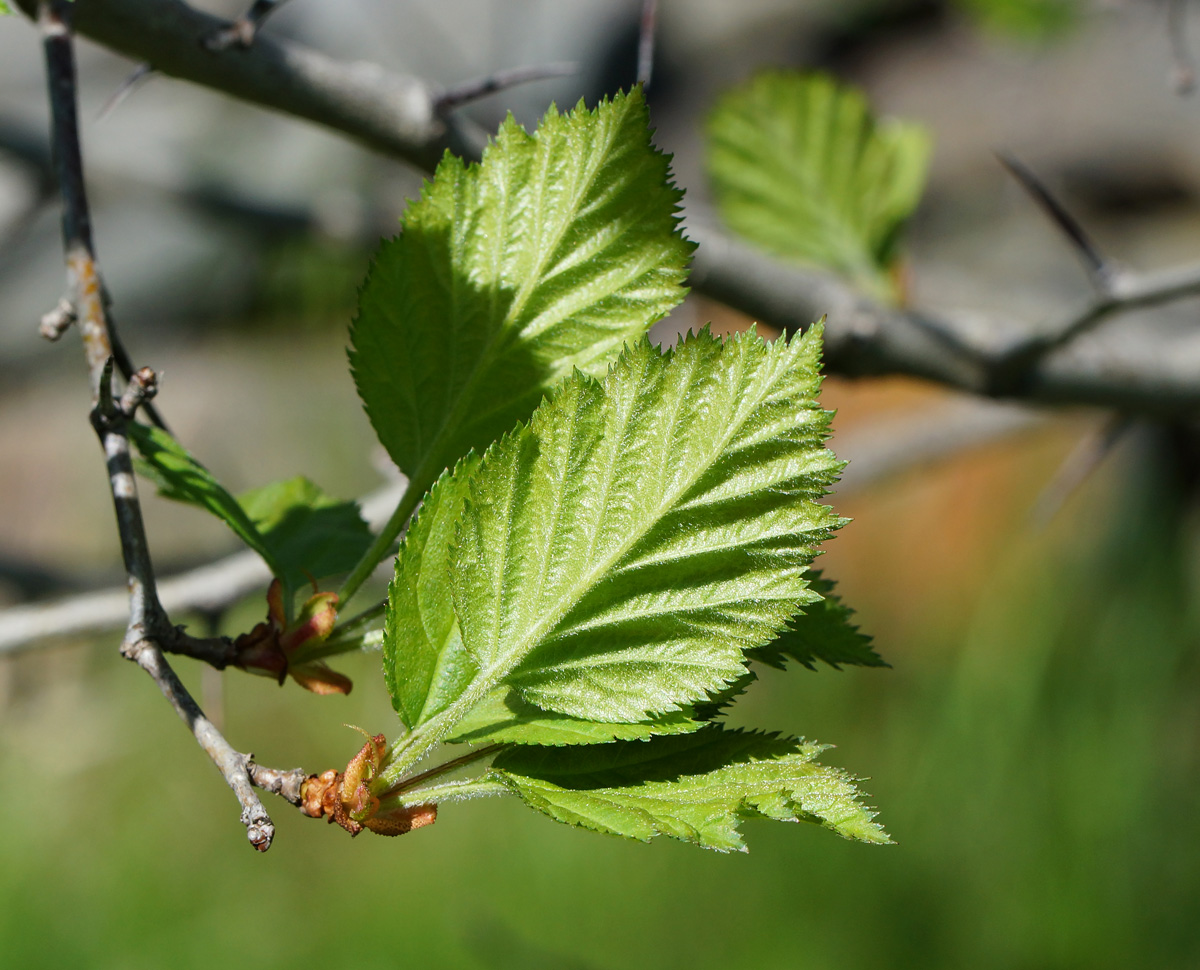 Изображение особи Crataegus submollis.