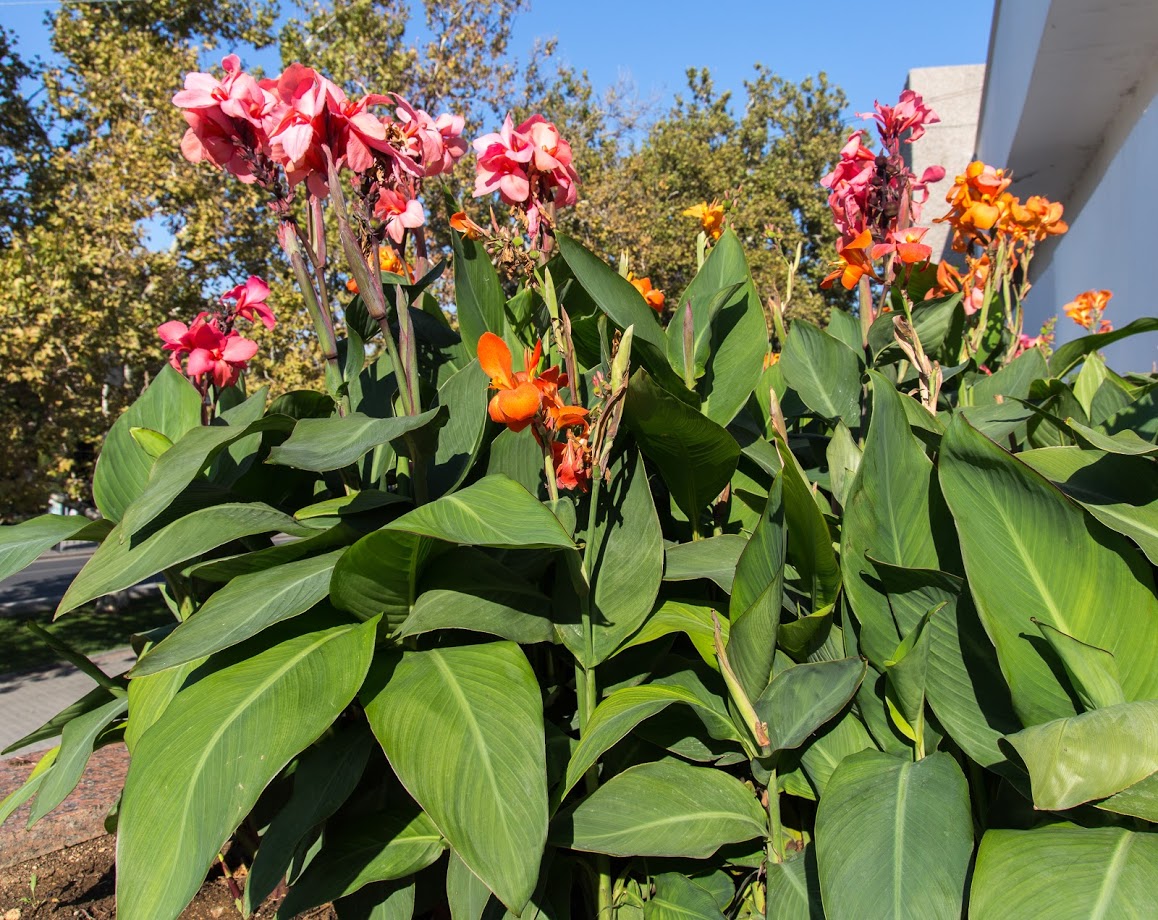 Image of genus Canna specimen.