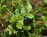 Vaccinium myrtillus. Веточка со зрелой ягодой. Московская обл., Раменский р-н, окр. пос. Ильинский, Ильинский лес, в ельнике. 19.07.2018.