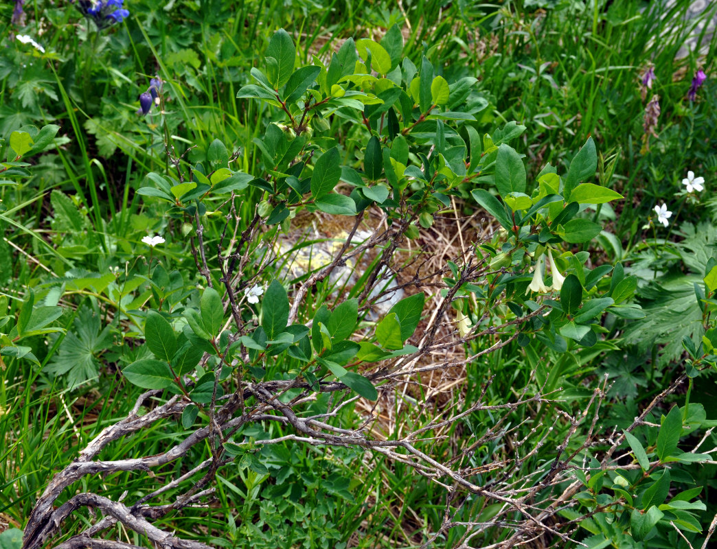 Image of Lonicera hispida specimen.