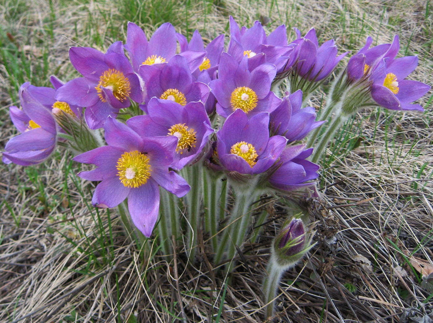 Image of Pulsatilla multifida specimen.