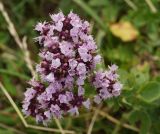 Origanum vulgare. Соцветие. Казахстан, Восточно-Казахстанская обл., Глубоковский р-н, окр. с. Бобровка, луг. 07 08 2914.