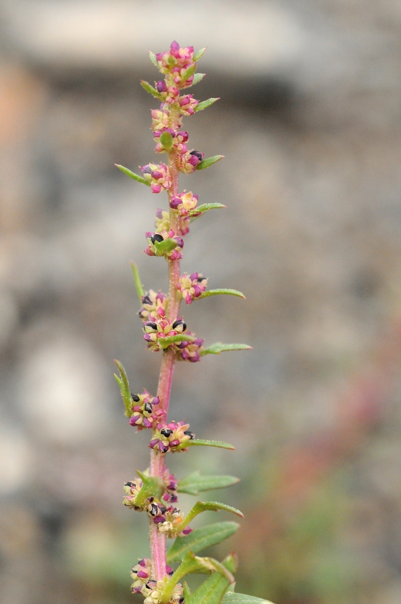 Image of Blitum korshinskyi specimen.