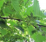 Euptelea polyandra