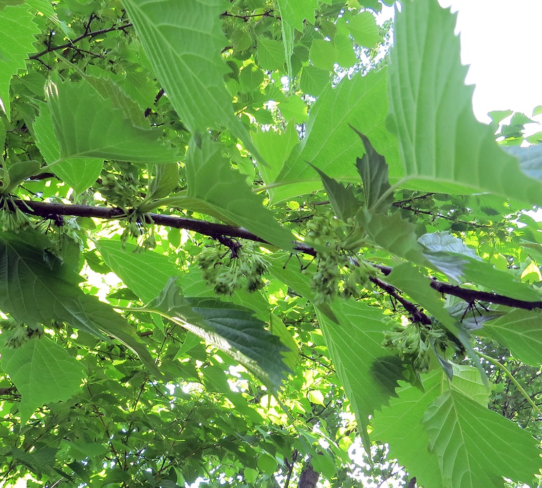 Изображение особи Euptelea polyandra.