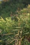 Phragmites japonicus