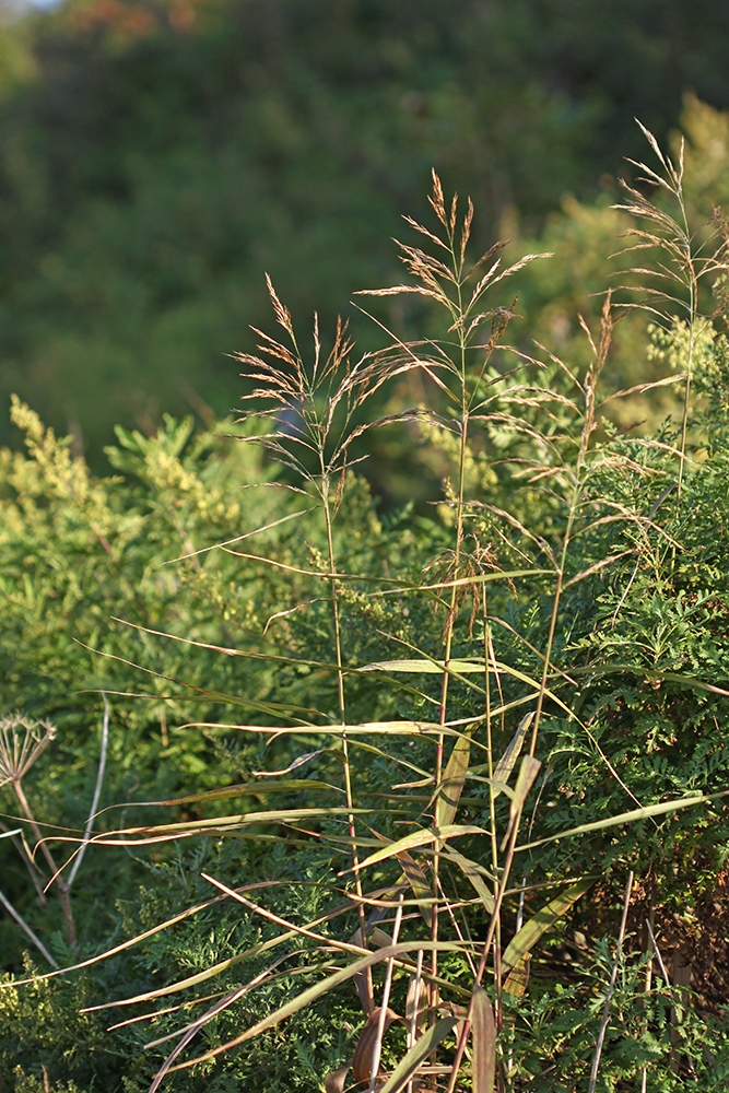 Image of Phragmites japonicus specimen.