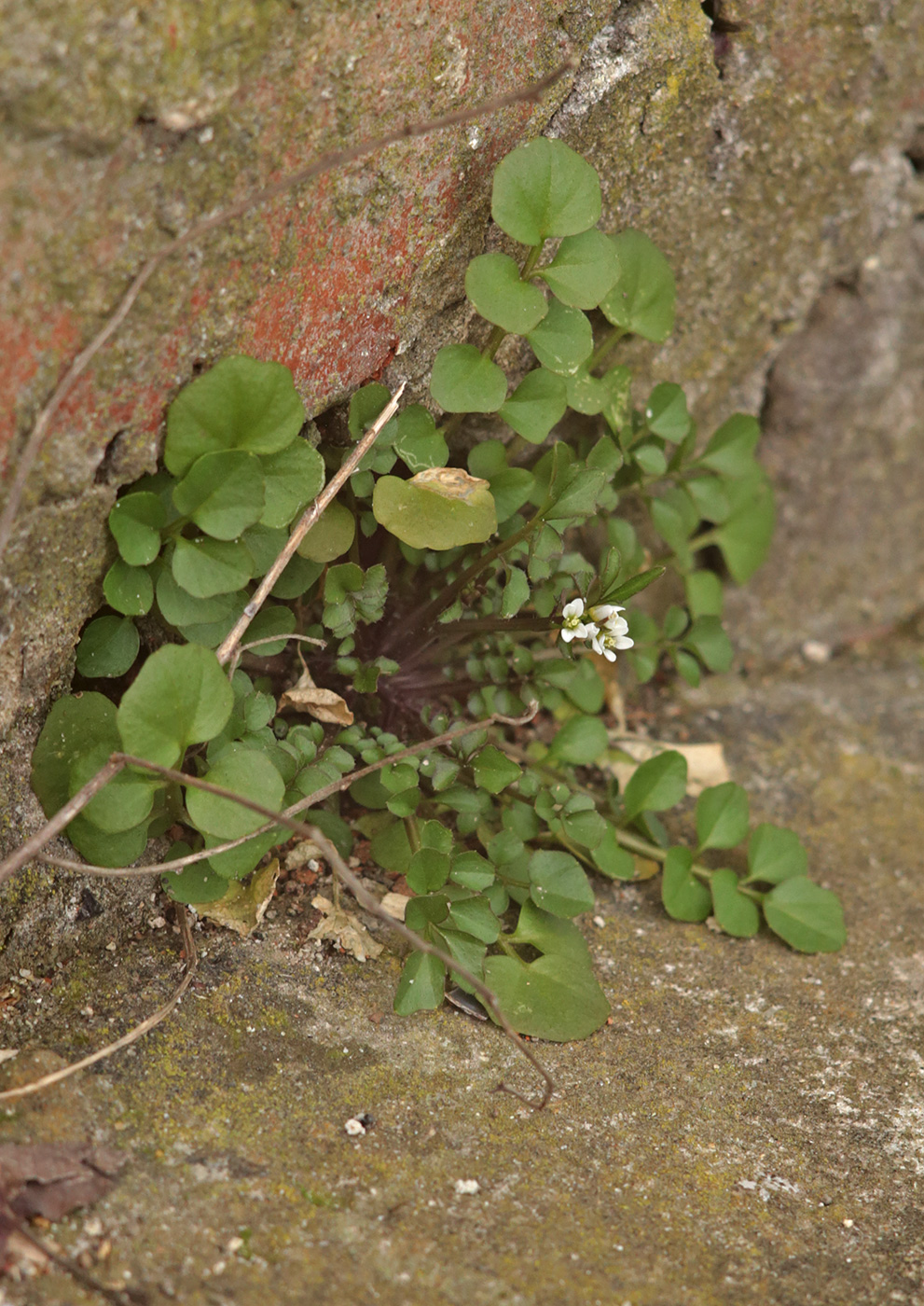 Изображение особи Cardamine hirsuta.