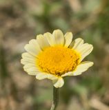 genus Anthemis