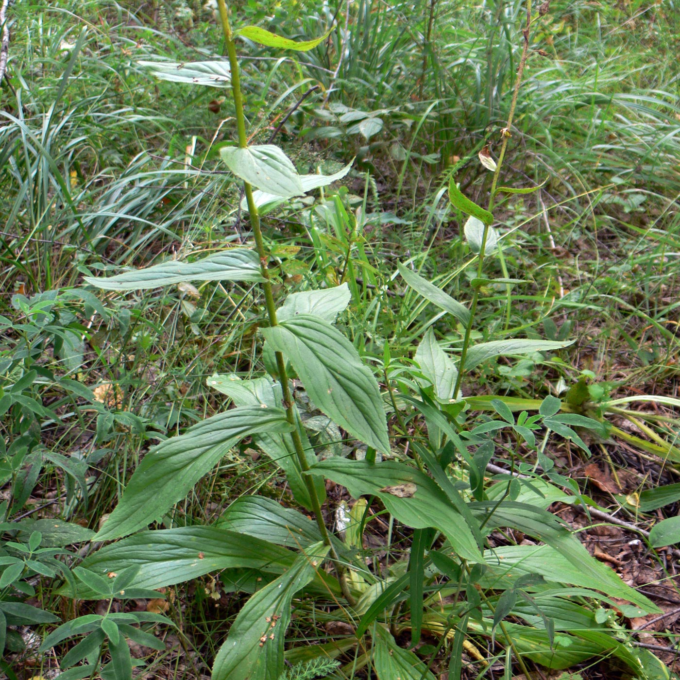 Image of Digitalis grandiflora specimen.