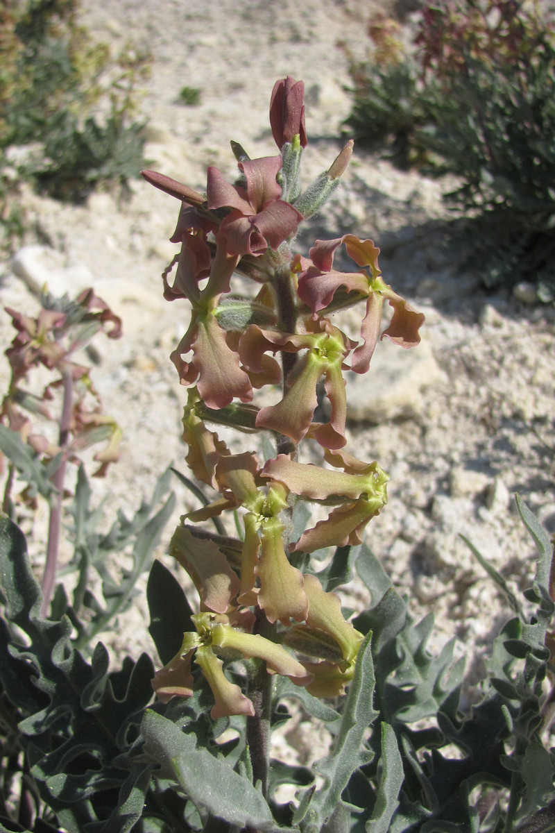 Image of Matthiola odoratissima specimen.