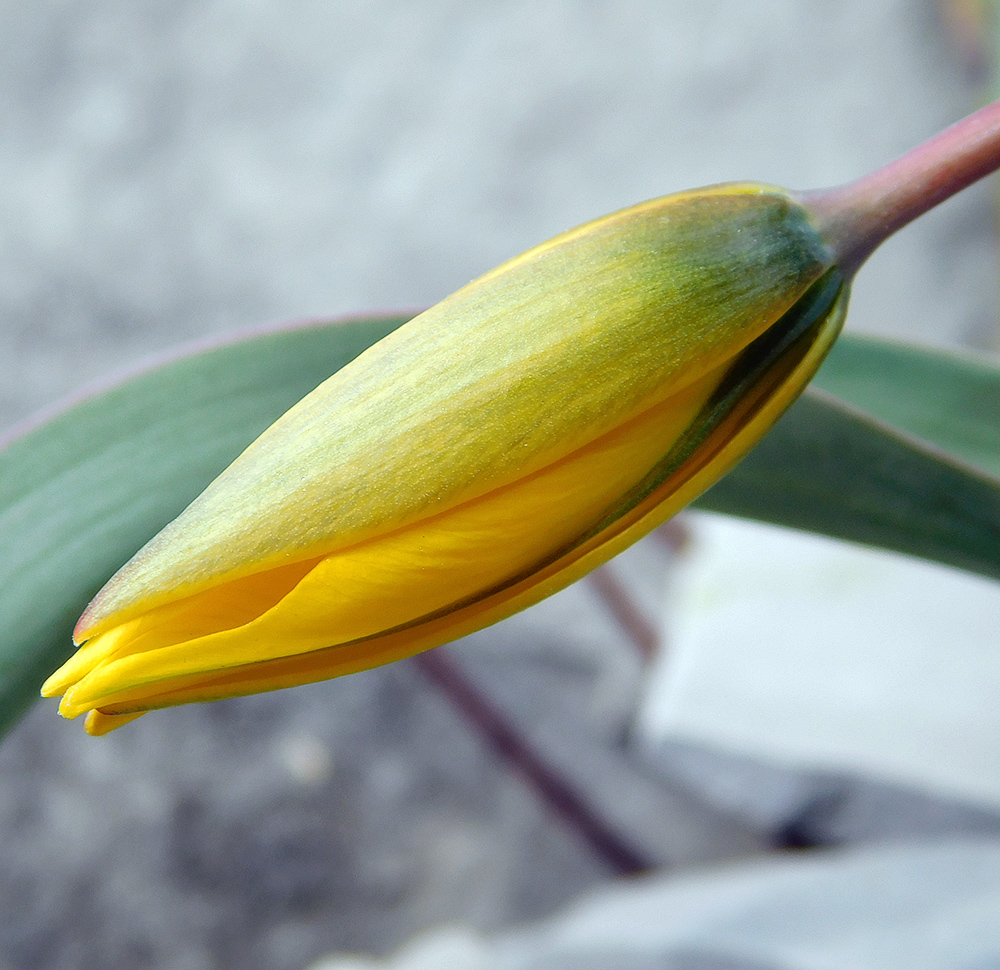 Image of Tulipa australis specimen.