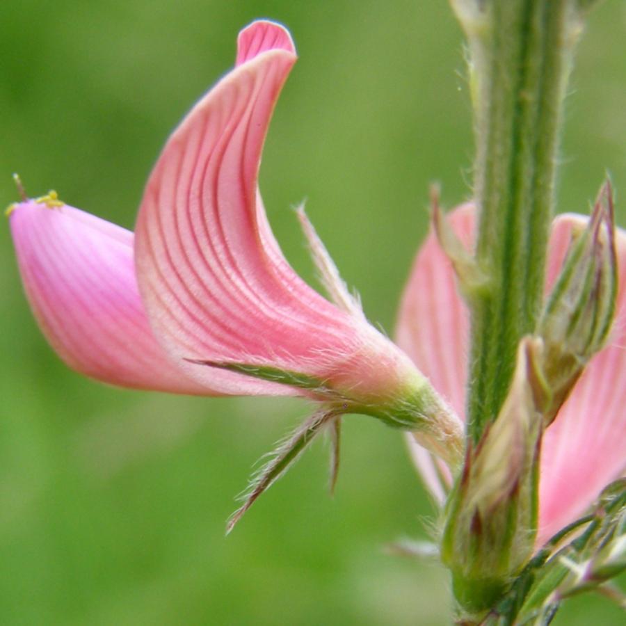 Изображение особи Onobrychis arenaria.