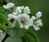 Pyrus communis. Верхушка ветви с цветками (культивар \"Чижевская\"). Московская обл., Раменский р-н, окр. дер. Хрипань, садовый участок. 09.05.2019.