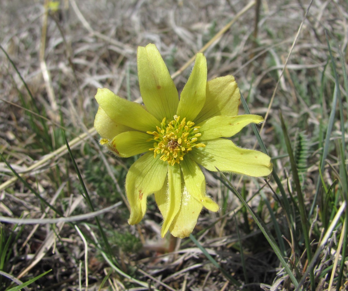 Изображение особи Pulsatilla albana.