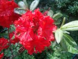 genus Rhododendron. Верхушка побега с соцветием и молодыми побегами. Тверская обл., г. Тверь, Заволжский р-н, ботанический сад ТвГУ, в культуре. 1 июня 2019 г.