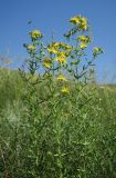 Hypericum elegans
