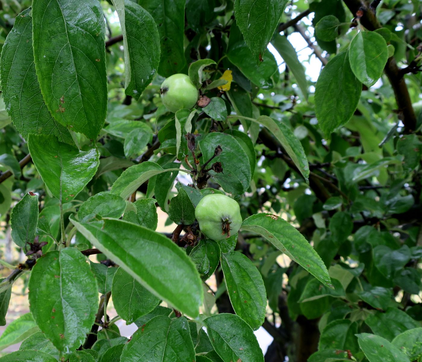 Изображение особи Malus domestica.