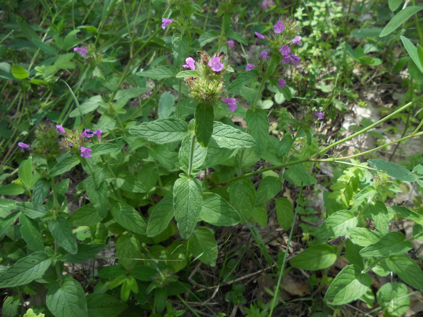 Image of Clinopodium vulgare specimen.