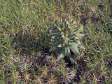 Euphorbia rapulum. Цветущее растение. Южный Казахстан, хр. Боролдайтау, ущ. Кенузен. 29.04.2007.