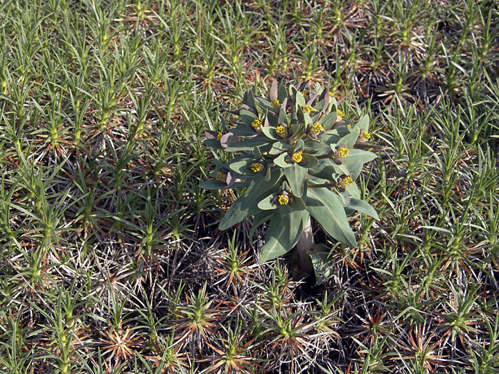 Изображение особи Euphorbia rapulum.